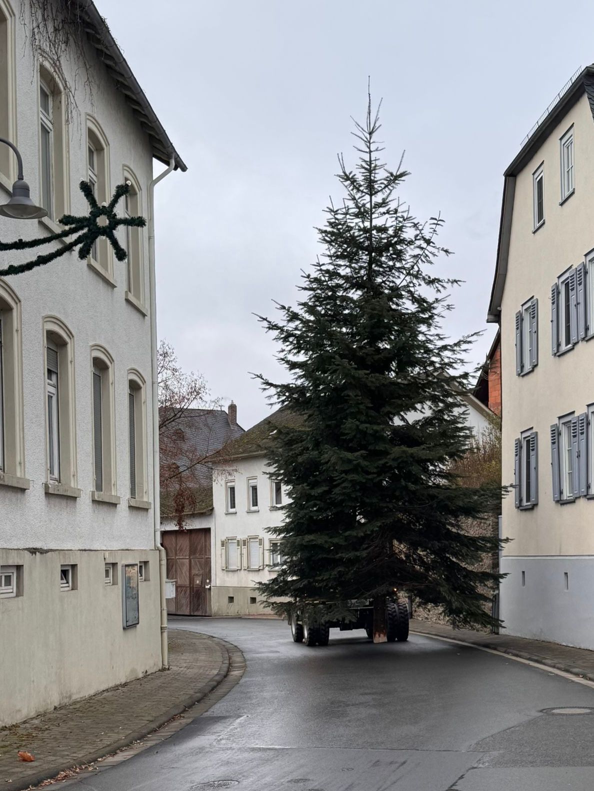 Der Weihnachtsbaum kommt…